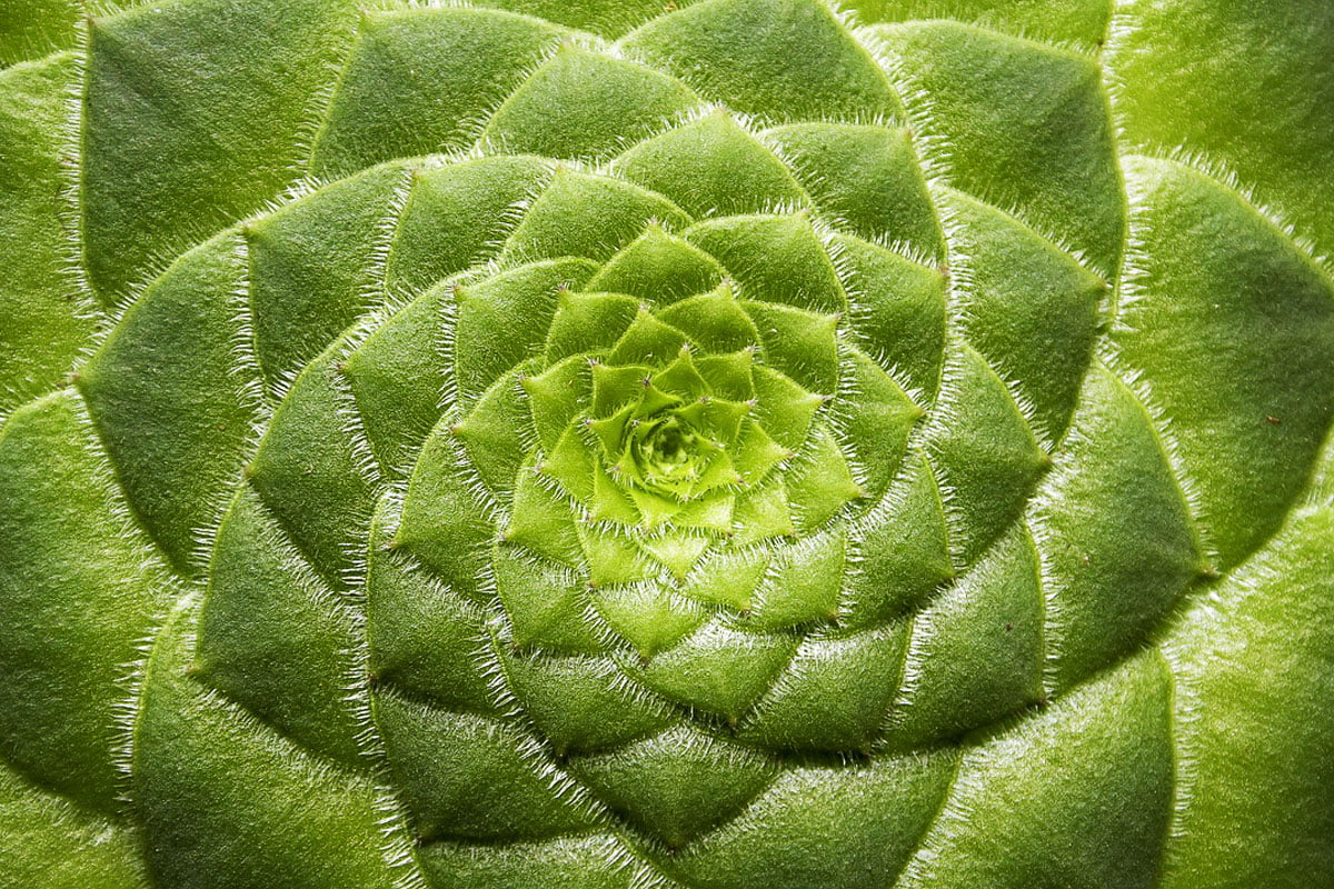 推薦7 種熱門法師多肉：黑法師、綠法師、達摩法師多肉照顧圖鑑- 微體溫