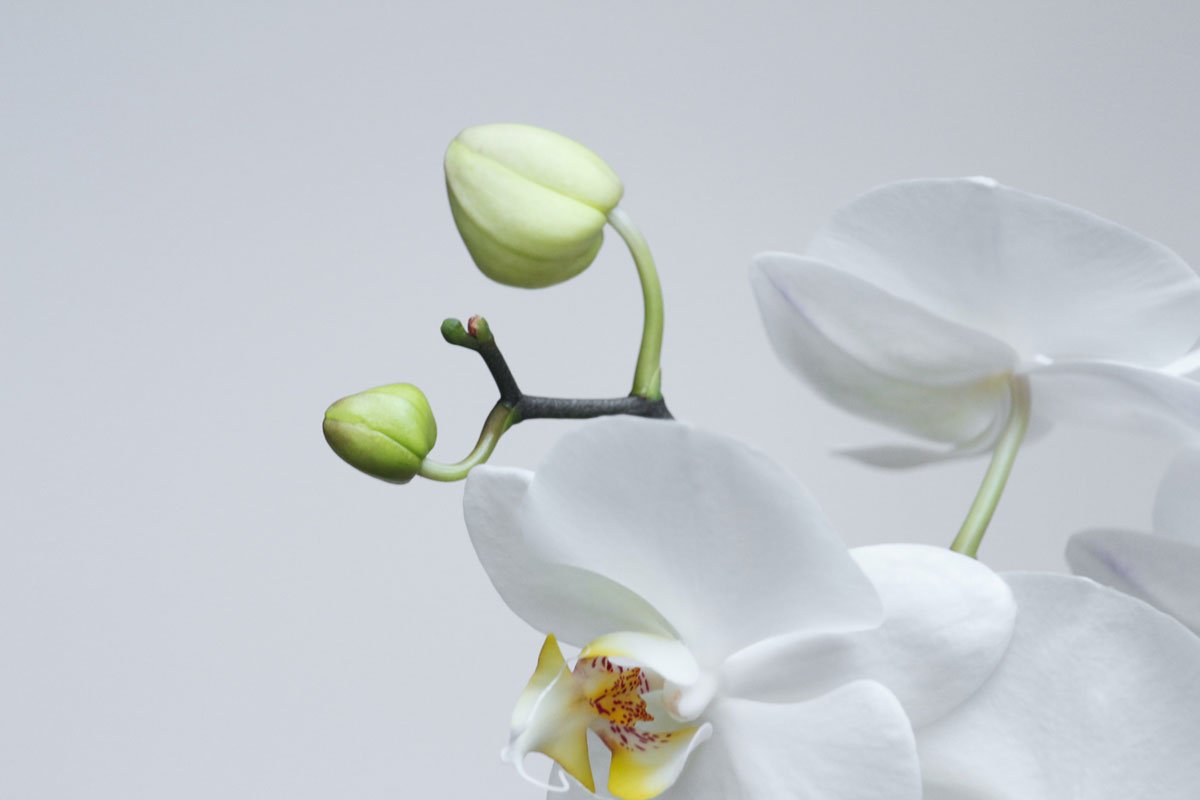 蘭花也是懶人植物？ 9 大類蘭花的懶人照顧指南- 微體溫室Micro Oasis