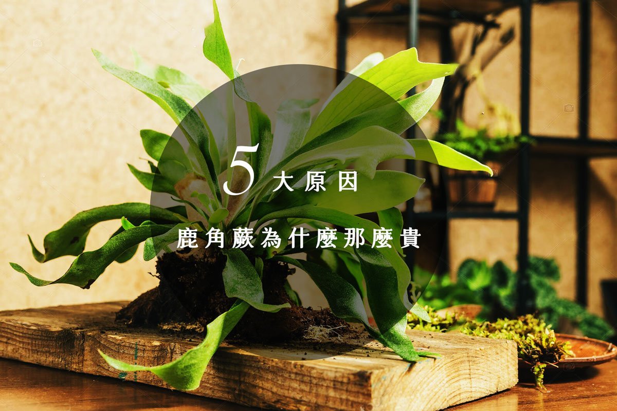 鹿角蕨為什麼那麼貴?3 大類最貴鹿角蕨稀有品種 - 微體溫室 Micro Oasis