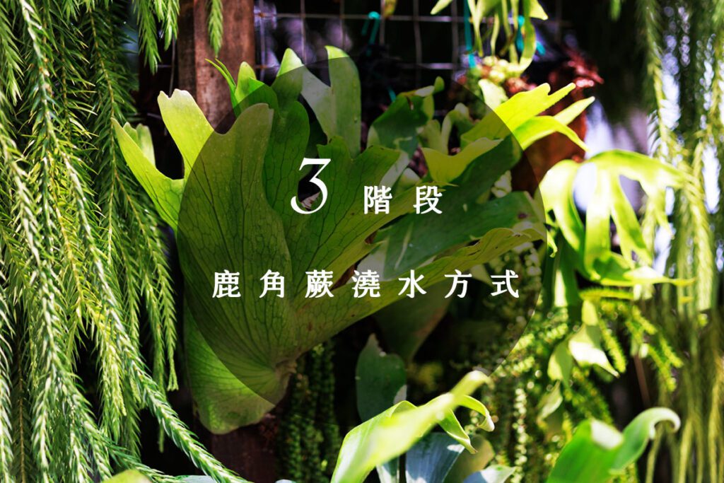 爪哇鹿角蕨有什麼品種?短手&侏儒爪哇鹿角蕨照顧分辨指南 - 微體溫室 Micro Oasis